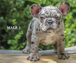 Small breeder photo