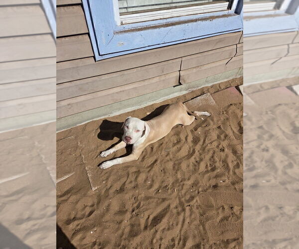 Medium Photo #1  Breeder Profile in SEBASTIAN, FL, USA