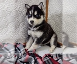 Small breeder photo