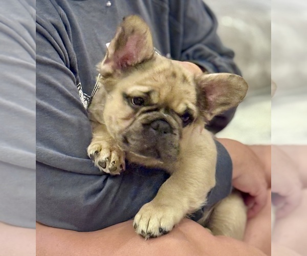 Medium Photo #3  Breeder Profile in XENIA, OH, USA