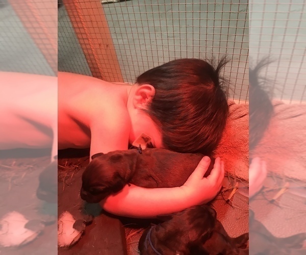 Medium Photo #5  Breeder Profile in BIRMINGHAM, PA, USA