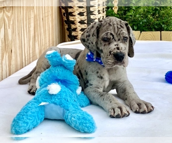 Medium Photo #1  Breeder Profile in BIG CANOE, GA, USA