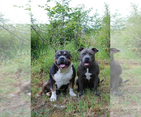Medium Photo #1  Breeder Profile in CENTRALIA, WA, USA