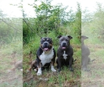 Small breeder photo