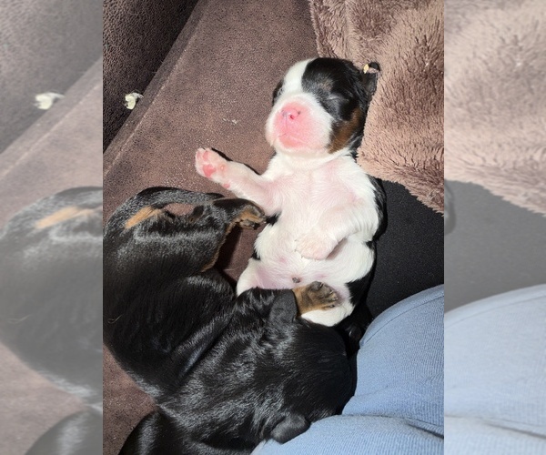 Medium Photo #27  Breeder Profile in WAXAHACHIE, TX, USA