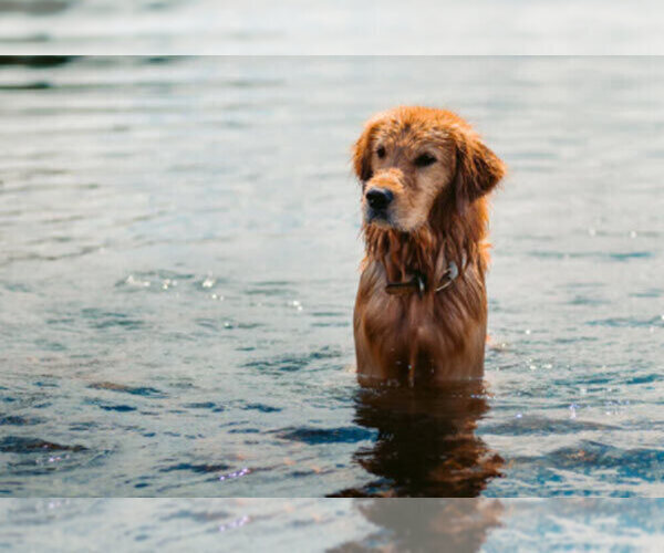Medium Photo #2  Breeder Profile in COVENTRY, RI, USA