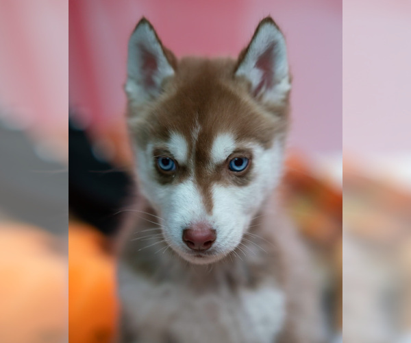 Medium Photo #3  Breeder Profile in BRISTOW, VA, USA