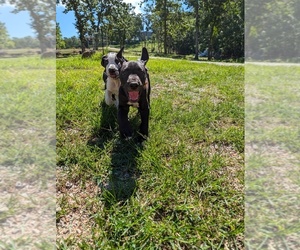 Great Dane Dog Breeder near WALNUT GROVE, MO, USA