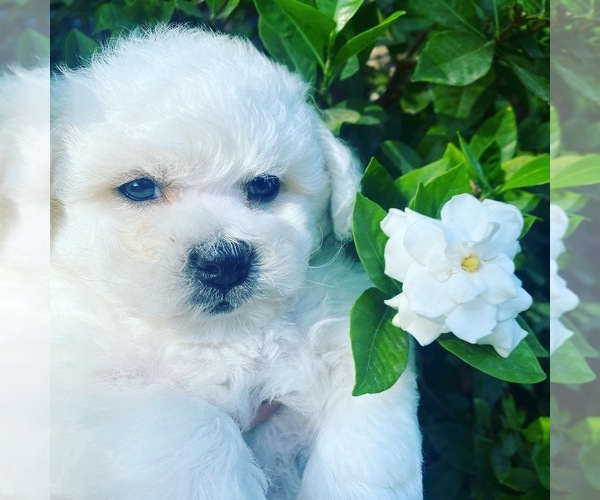 Medium Photo #5  Breeder Profile in LAKE ELSINORE, CA, USA
