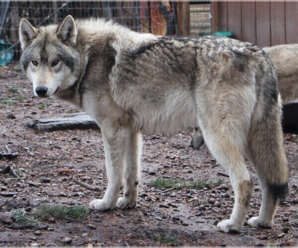 Medium Photo #1  Breeder Profile in SAINT IGNATIUS, MT, USA