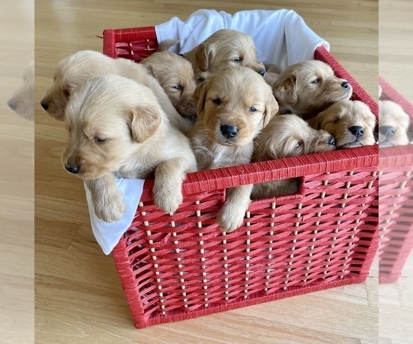 Medium Photo #1  Breeder Profile in SALINAS, CA, USA