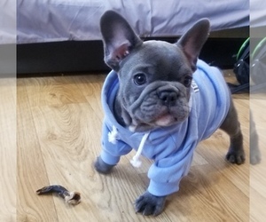 French Bulldog Dog Breeder near ROCKVILLE, MD, USA