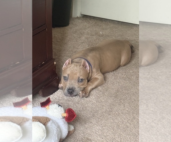 Medium Photo #3  Breeder Profile in WOODBRIDGE, VA, USA