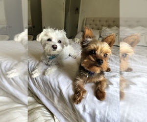 Main photo of Morkie Dog Breeder near CERRITOS, CA, USA