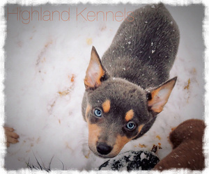 Australian Kelpie Dog Breeder near CAMAS, WA, USA