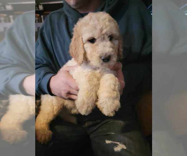 Medium Photo #1  Breeder Profile in HOHENWALD, TN, USA