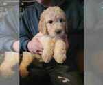 Small breeder photo
