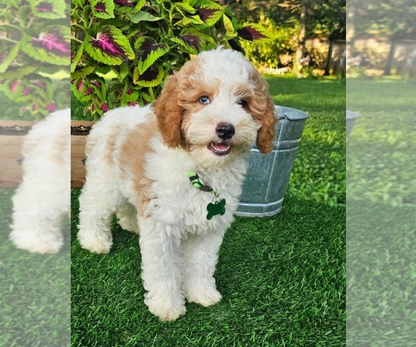 Medium Photo #4  Breeder Profile in INDIANAPOLIS, IN, USA