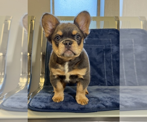 Medium Photo #17  Breeder Profile in LITHONIA, GA, USA