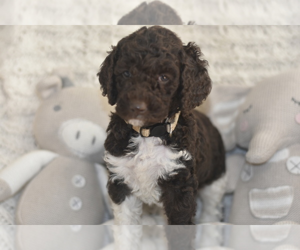 Medium Photo #2  Breeder Profile in CHULA VISTA, CA, USA
