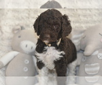Small #1 Breeder Profile image