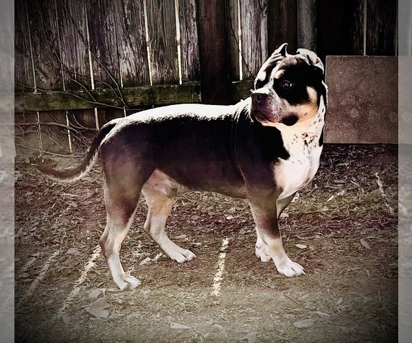 Medium Photo #21  Breeder Profile in FORT MITCHELL, AL, USA