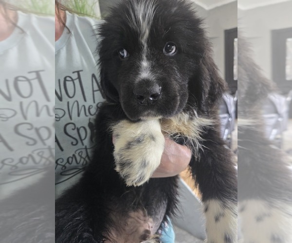Medium Photo #28  Breeder Profile in TILTON, IL, USA