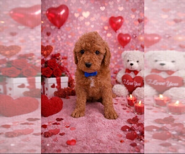 Medium Photo #57  Breeder Profile in GASTONIA, NC, USA