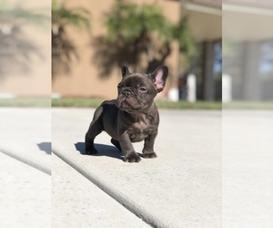 French Bulldog Dog Breeder near BLOOMINGTON, CA, USA