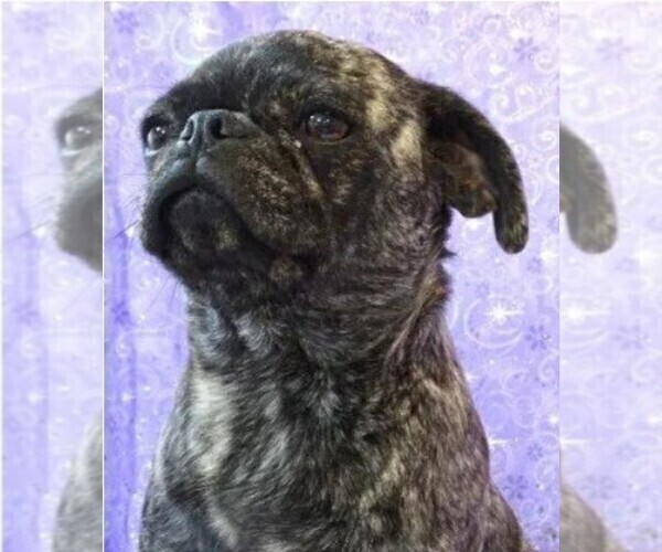 Medium Photo #18  Breeder Profile in SALINA, KS, USA