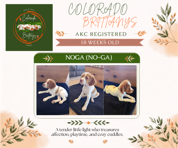 Medium Photo #14  Breeder Profile in MONTROSE, CO, USA