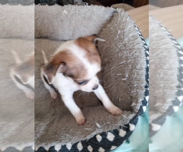 Medium Photo #5  Breeder Profile in SHALLOTTE, NC, USA