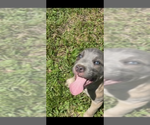 Small breeder photo