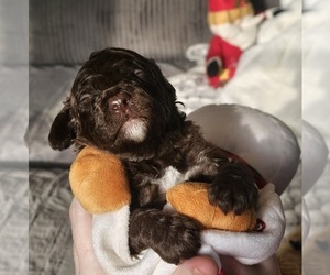 Bernedoodle Dog Breeder in MASSANUTTEN,  USA