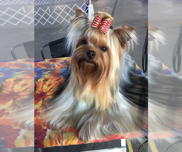 Medium Photo #1  Breeder Profile in BALLICO, CA, USA