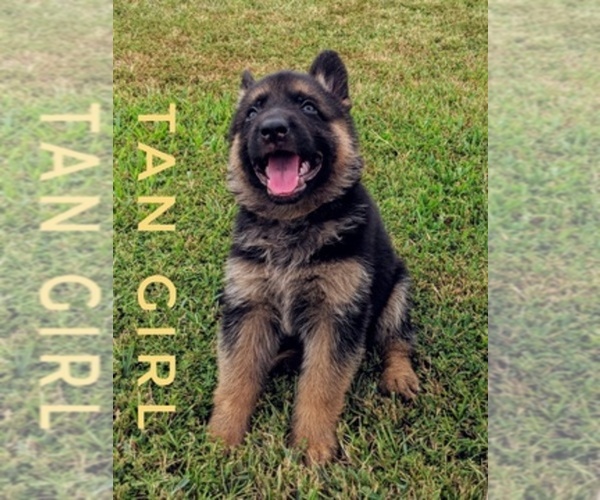 Medium Photo #1  Breeder Profile in MOUNT PLEASANT, TX, USA