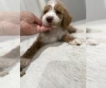 Small #3 Breeder Profile image