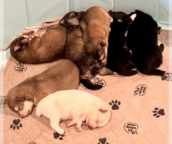 Medium Photo #14  Breeder Profile in ROYSE CITY, TX, USA
