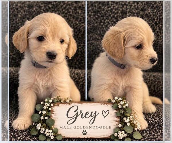 Medium Photo #26  Breeder Profile in MIDDLETOWN, OH, USA