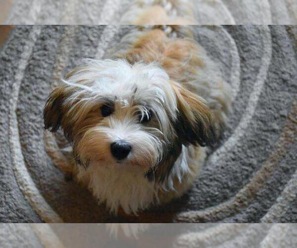 Medium Photo #1  Breeder Profile in ADA, MI, USA