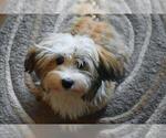 Small breeder photo