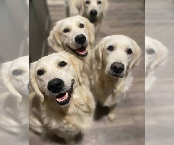 Medium Photo #10  Breeder Profile in URBANA, OH, USA