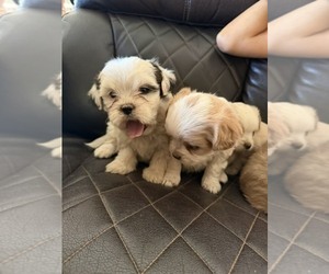 Shih Tzu Dog Breeder near PHELAN, CA, USA