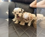 Small breeder photo