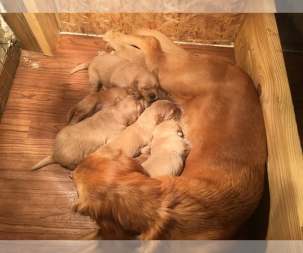 Medium Photo #1  Breeder Profile in LEESVILLE, SC, USA