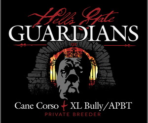 American Bully-Cane Corso Mix Dog Breeder in MONTROSE,  USA