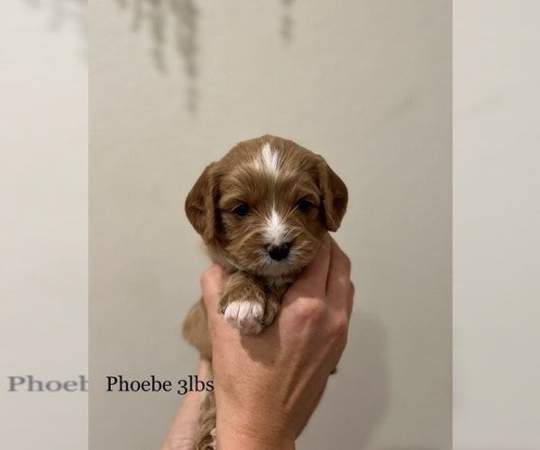 Medium Photo #3  Breeder Profile in ROCKLIN, CA, USA