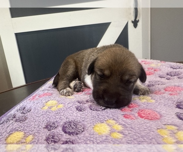 Medium Photo #28  Breeder Profile in LULING, TX, USA