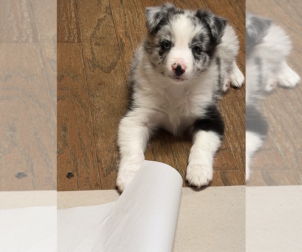 Medium Photo #5  Breeder Profile in FRANKFORT, IL, USA