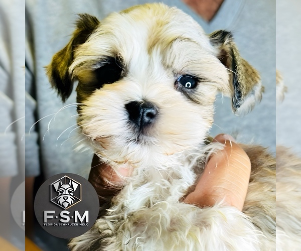 Medium Photo #4  Breeder Profile in KISSIMMEE, FL, USA